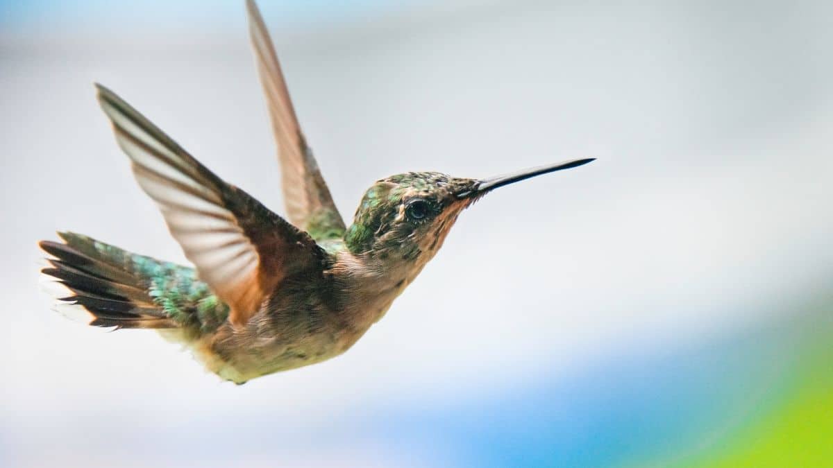 Cet oiseau peu connu est capable de voler plus de 10 mois d'affilée, c'est un record