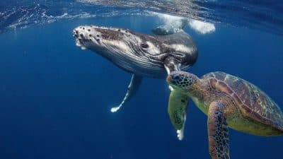 Cette zone marine ressemble aux océans d'il y a 1 000 ans, les scientifiques ont halluciné