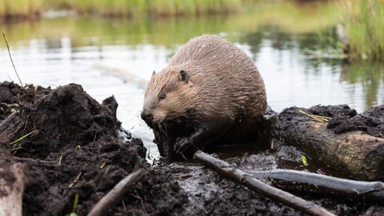 Les animaux architectes : un rôle crucial et souvent sous-estimé