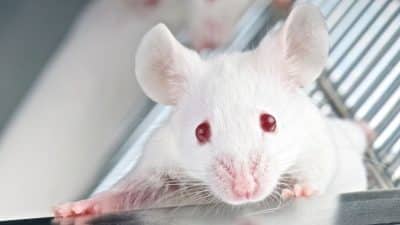 Les avancées de la génétique : des souris dotées du gène humain du langage