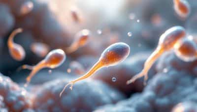 Spermatozoïdes : ces nouvelles révélations changent tout sur leur rôle dans la fécondation