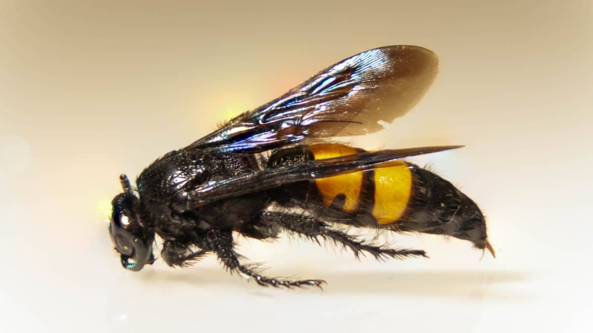 Ces bons réflexes à adopter après une piqûre de frelon asiatique pour ne pas finir à l'hôpital