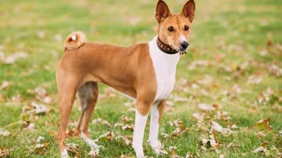 Ces races de chiens ne perdent pas ou peu de poils et sont parfaits pour les maniaques