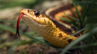 Cette astuce naturelle pour faire fuir les serpents en un rien de temps de votre jardin