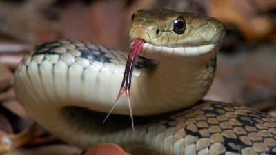 Cette astuce super simple avec une boule pour ne plus jamais avoir de serpents dans le jardin ou la terrasse