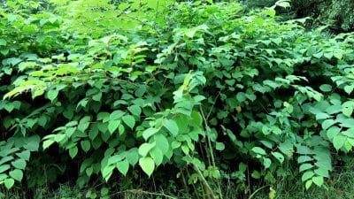 Cette plante du jardin peut vous empoisonner vous et vos animaux