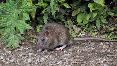 Cette plante est la meilleur pour faire fuir les rats de chez vous