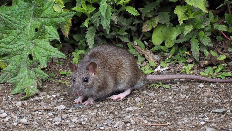 Cette plante est la meilleur pour faire fuir les rats de chez vous
