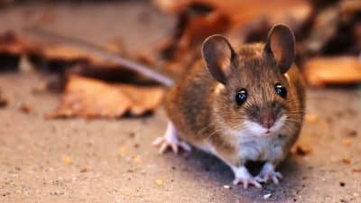 Cette plante va repousser les rats et les souris de votre jardin et garage