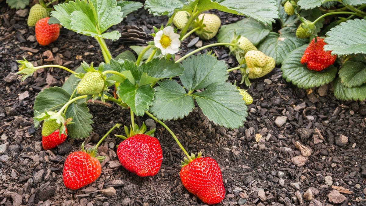 Comment les jardiniers protègent leurs fraises des nuisibles : la technique imparable à connaitre