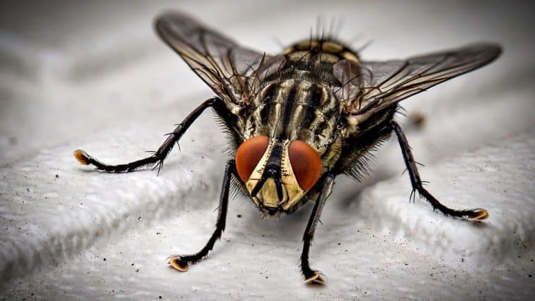 Comment limiter l’invasion des mouches lors des repas d’été