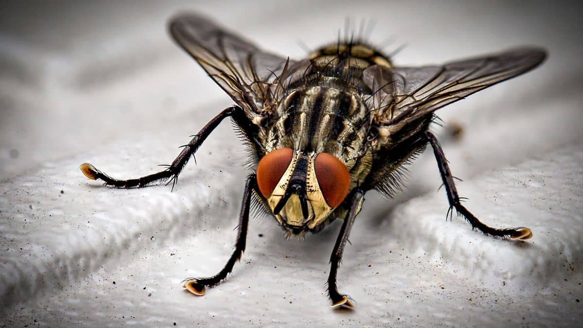 Comment limiter l’invasion des mouches lors des repas d’été