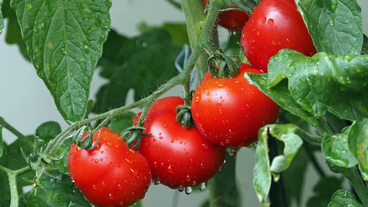 Des mini-plants de tomates cerises signés IKEA : le potager urbain facile pour l’été
