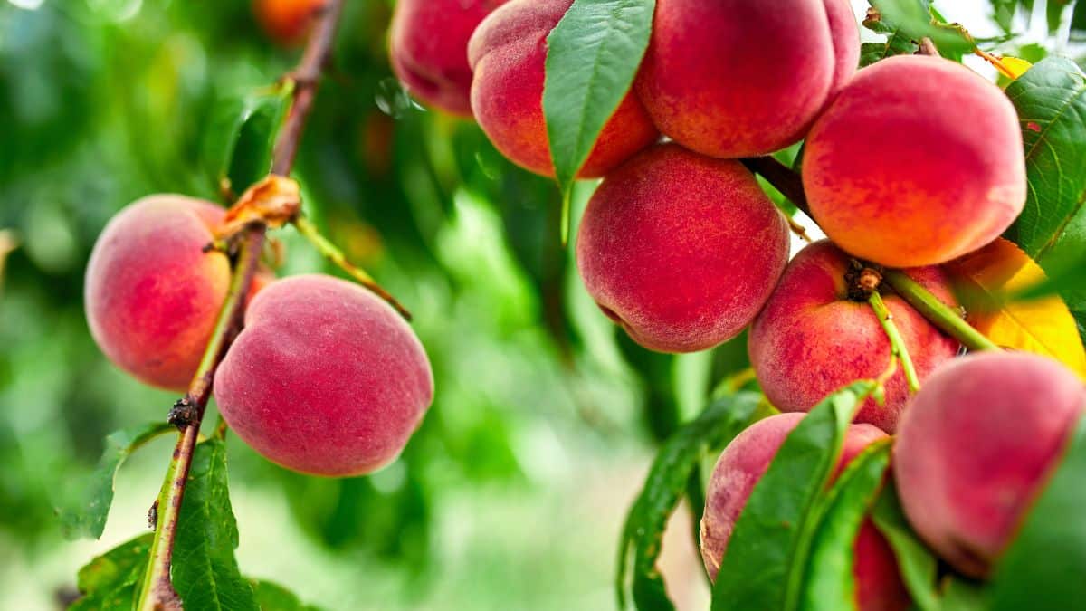 Préserver ses fruits en juin : des astuces bio pour un verger en bonne santé