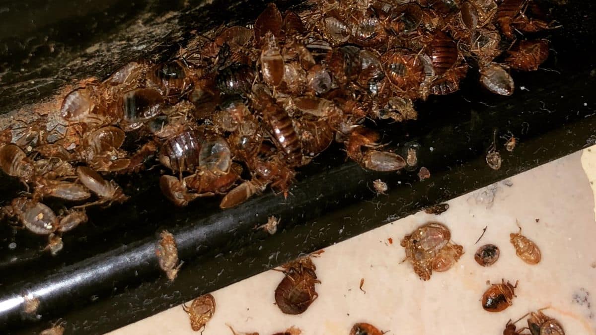 Punaises de lit : mauvaises nouvelle elles sont de plus en plus résistantes aux insecticides