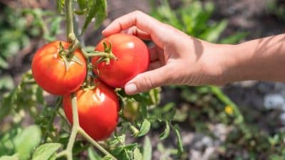 Secrets d’un jardinier rennais : réussir la culture des tomates au potager