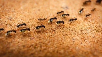 Adieu les fourmis : cette astuce naturelle fait le boulot mieux que les produits chimiques