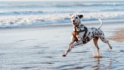 Ce produit pour chien pollue les rivières et la mer et personne ne vous le dit
