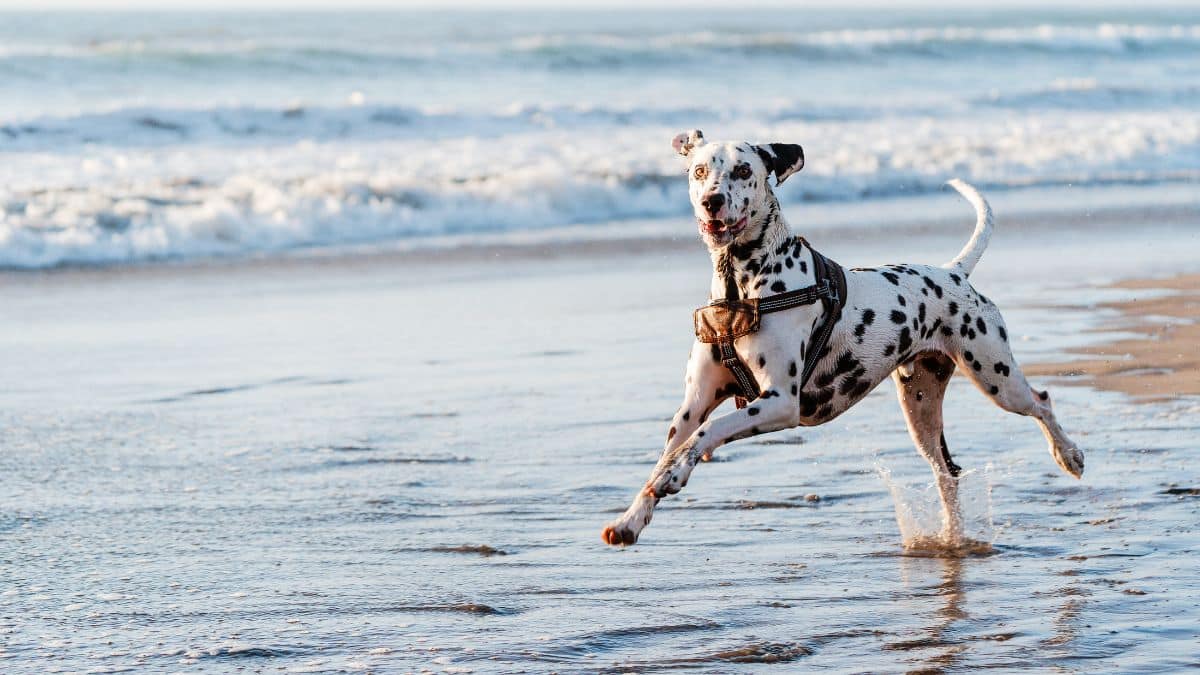 Ce produit pour chien pollue les rivières et la mer et personne ne vous le dit