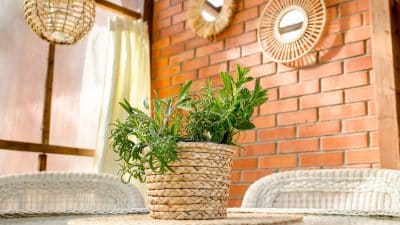 Ces 5 plantes chassent les moustiques naturellement et la 3e est totalement inattendue