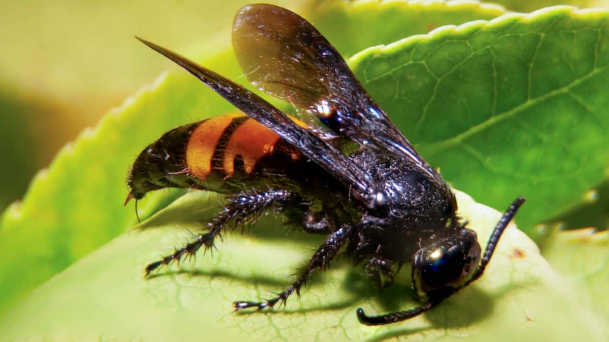 Ces plantes présentes dans tous les jardins attirent les frelons asiatiques et mieux vaut les éviter