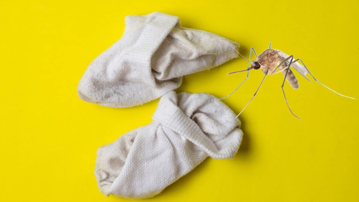 Cette astuce surprenante avec une chaussette sale permet de faire fuir les moustiques