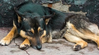 Cette jeune fille abandonne son chien dans la rue après 2 jours d'adoption