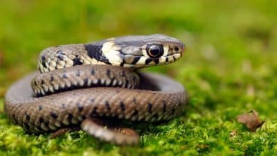 Cette odeur banale attire les serpents dans les maisons et beaucoup l’ignorent