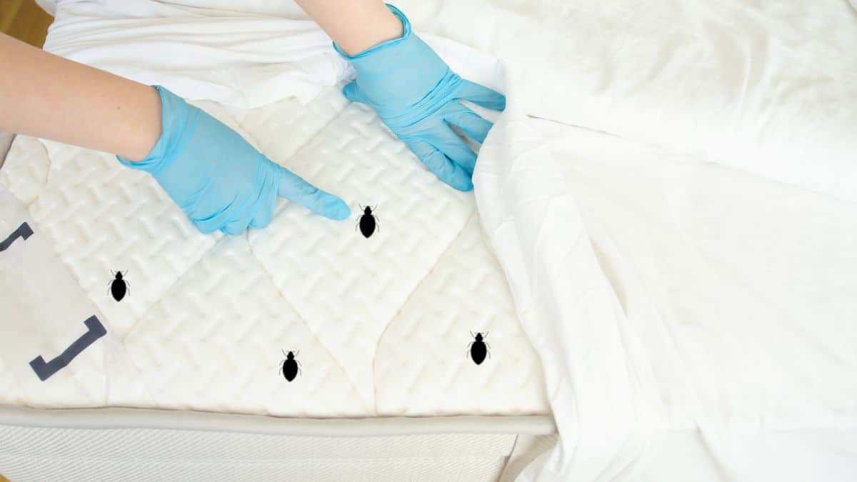 Des millions d’acariens se cachent dans votre matelas : découvrez la solution maison pour les éliminer