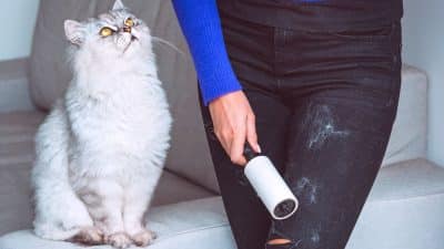 Elle pensait ne jamais se débarrasser des poils de chat jusqu’à ce qu’une méthode ultra-simple change tout