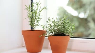 Elle utilise cette astuce simple pour faire pousser basilic, thym et menthe sur le rebord de sa fenêtre
