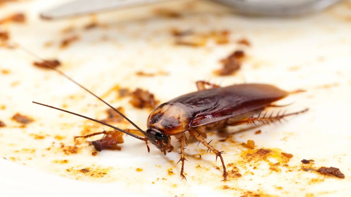 Ils apparaissent du jour au lendemain, ce piège maison vous débarrasse des cafards en 48h