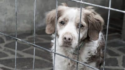 Les 5 races de chiens les plus abandonnées en France selon cette étude