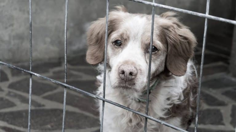 Les 5 races de chiens les plus abandonnées en France selon cette étude