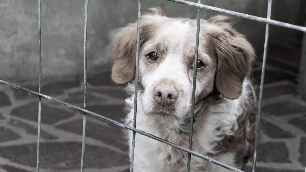 Les 5 races de chiens les plus abandonnées en France selon cette étude