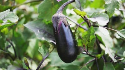 Les meilleures astuces pour des récoltes d'aubergines généreuses et sans doryphores au potager cet été