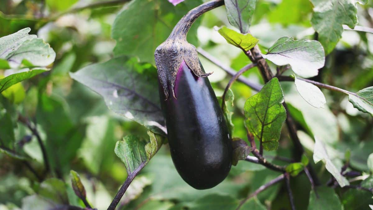 Les meilleures astuces pour des récoltes d'aubergines généreuses et sans doryphores au potager cet été