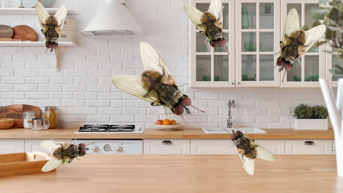 Les meilleures techniques pour ne pas avoir de mouches chez vous cet été