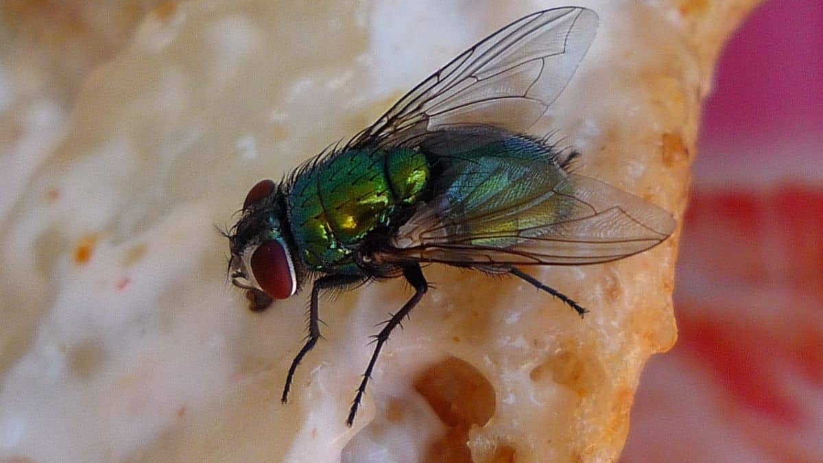 Ne faites plus cette terrible erreur si une mouche touche un aliment que vous voulez manger