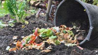 Ne jetez plus vos épluchures, ce geste simple transforme vos déchets de cuisine en or pour vos plantes
