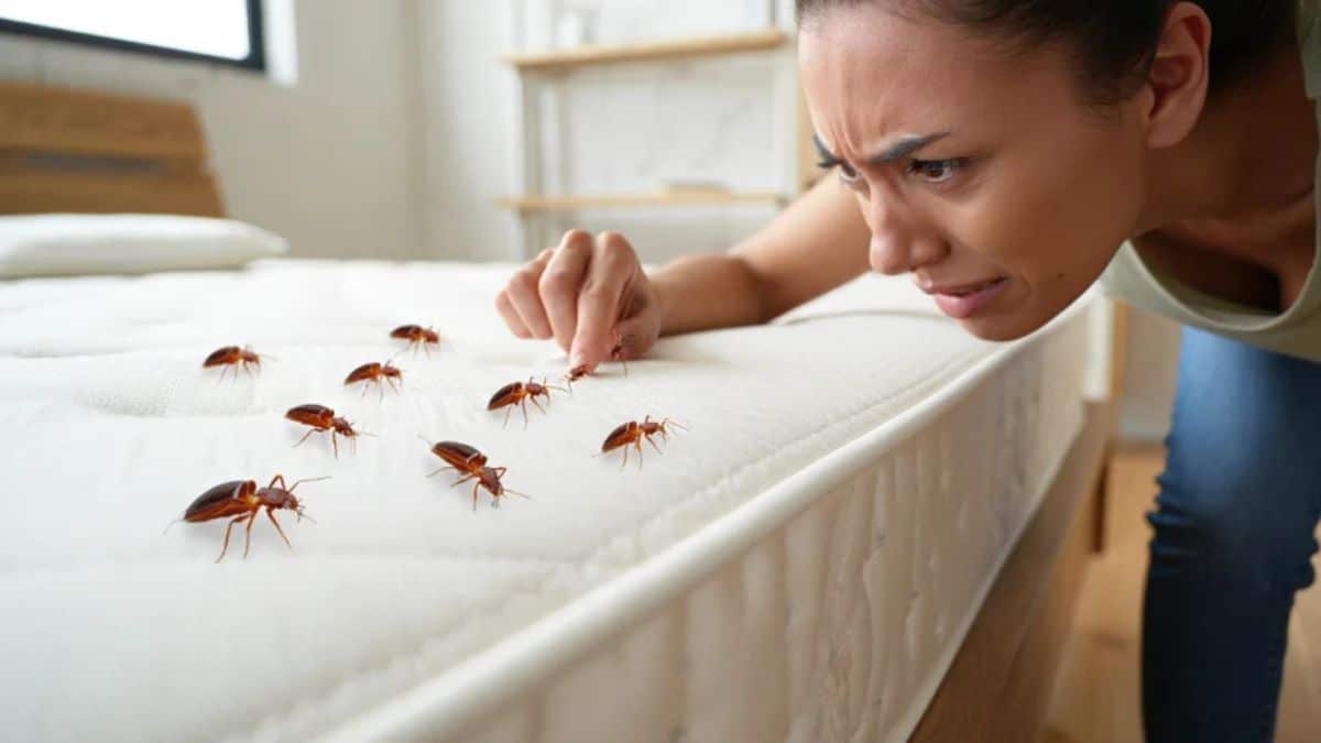 Punaises de lit : la plupart des gens font cette erreur qui les attire chez eux sans le savoir
