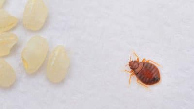 Punaises de lit : la solution naturelle et radicale que les pros ne vous révèlent jamais