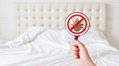 Vacances, hôtels, Airbnb: les 5 gestes à adopter d’urgence contre les punaises de lit