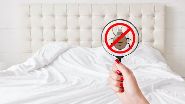 Vacances, hôtels, Airbnb: les 5 gestes à adopter d’urgence contre les punaises de lit