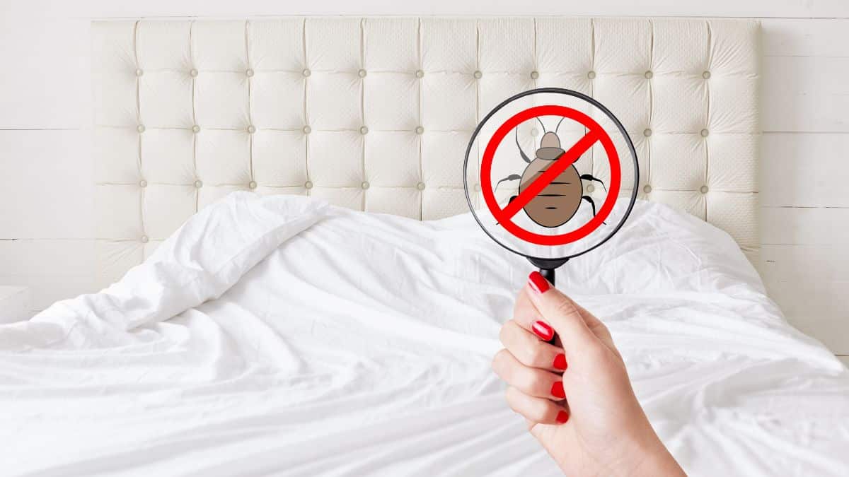 Vacances, hôtels, Airbnb: les 5 gestes à adopter d’urgence contre les punaises de lit
