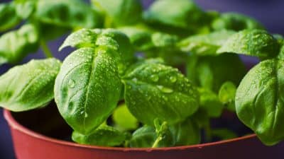 Voici la méthode étonnante pour garder vos herbes fraîches 10 fois plus longtemps