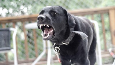 Votre chien aboie sans arrêt ? Mes 5 astuces simples pour retrouver le calme à la maison