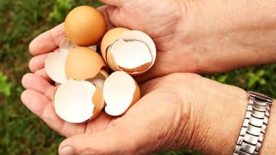 Vous jetez encore vos coquilles d’œufs ? voici l’astuce zéro déchet que tout jardinier devrait connaître