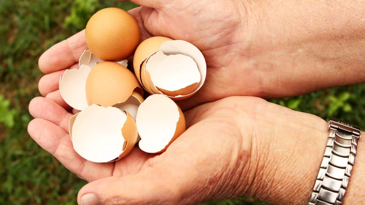 Vous jetez encore vos coquilles d’œufs ? voici l’astuce zéro déchet que tout jardinier devrait connaître