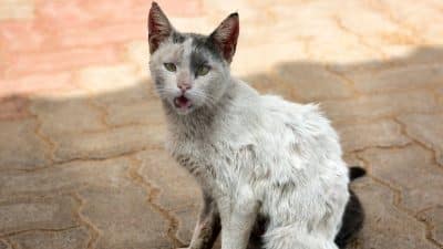 Ces 9 signes indiquent que votre chat n'est pas heureux et déprimé